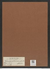 Rhizosolenia robusta Norm. (de-Toni-Nr.: Genus 114, Species 3289) Zeichnungen Sammlung Grunow Mappe 03506 (Herbarium_W_Grunow_drawings_Folder_03506)